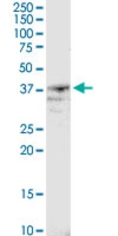 Anti-B4GALT4 antibody produced in rabbit