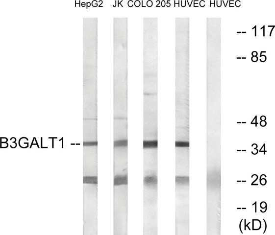 Anti-B3GALT1 antibody produced in rabbit