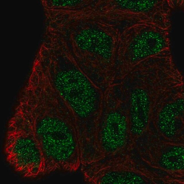 Anti-BEND3 antibody produced in rabbit