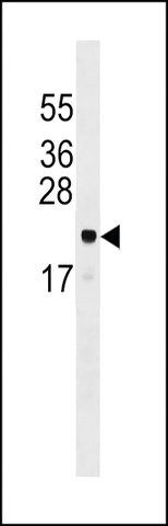 ANTI-ARL6IP5 (CENTER) antibody produced in rabbit