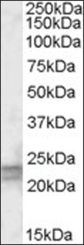 Anti-ARL4D antibody produced in goat