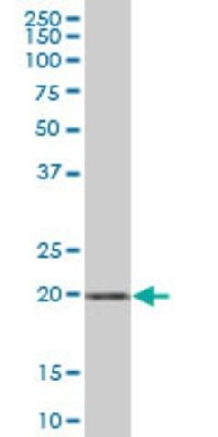 Anti-ARL6IP1 antibody produced in mouse