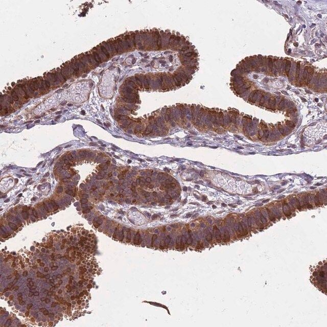 Anti-ARL13B antibody produced in rabbit