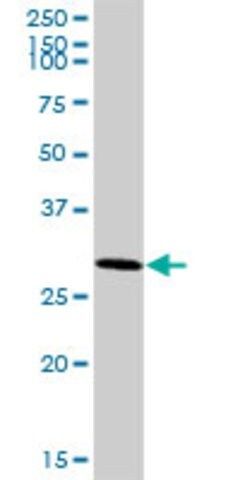 ANTI-ARMC10 antibody produced in mouse