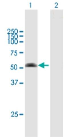 Anti-ARMC6 antibody produced in mouse