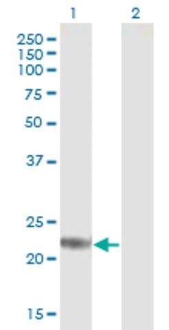 Anti-ARL4D antibody produced in mouse