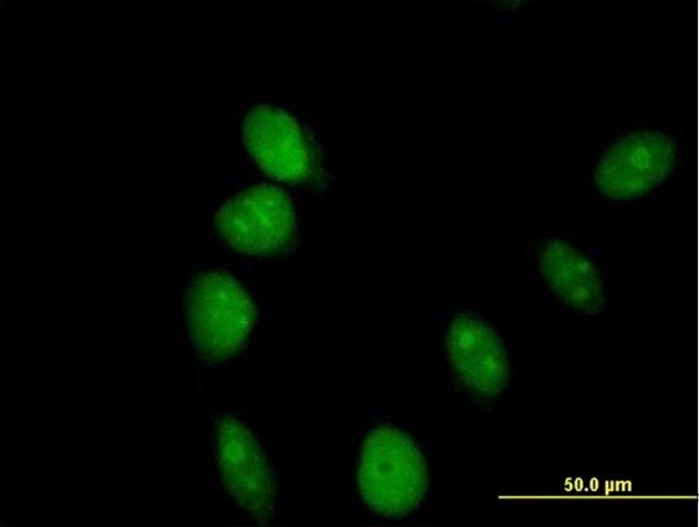 Anti-ARL6IP4 antibody produced in mouse