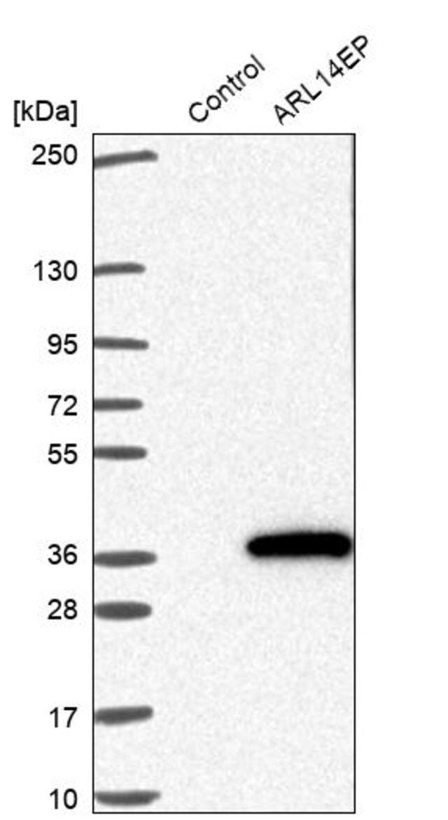 Anti-ARL14EP antibody produced in rabbit