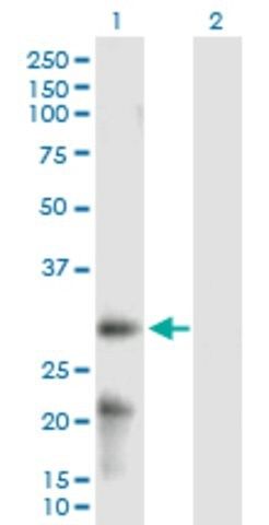 Anti-ARL6IP6 antibody produced in mouse