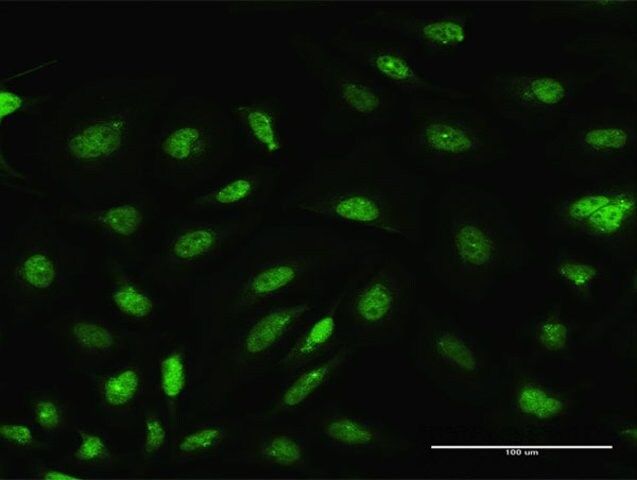 Anti-ARL6IP4 antibody produced in rabbit