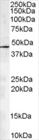 Anti-ARP1 homolog A antibody produced in goat