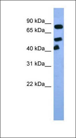 Anti-ARNT antibody produced in rabbit