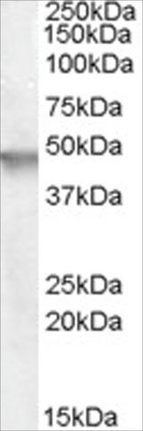 Anti-ARNO/Cytohesion 2 antibody produced in goat