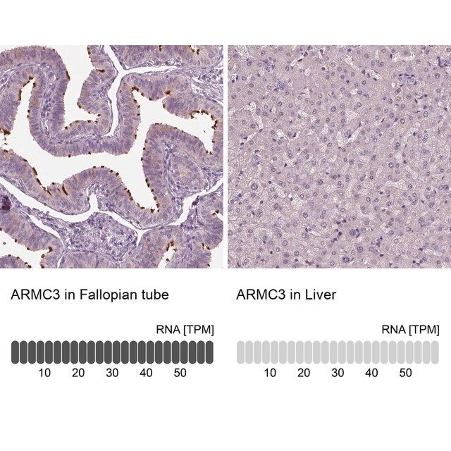 Anti-ARMC3 antibody produced in rabbit