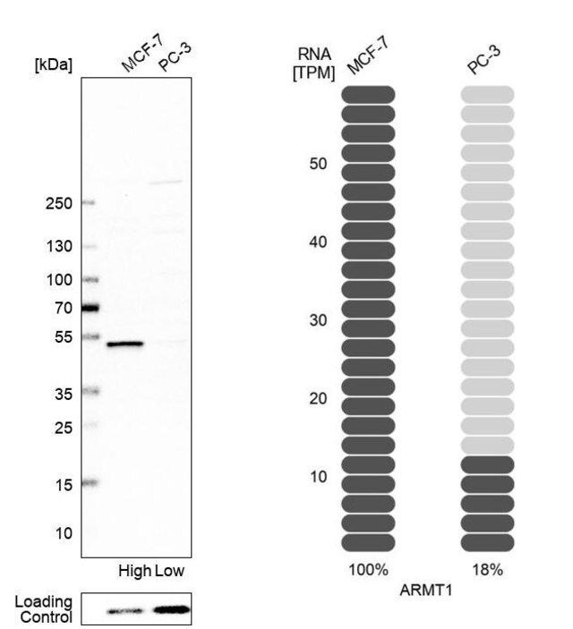 Anti-ARMT1 antibody produced in rabbit