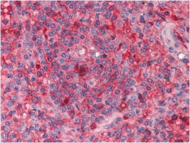 Anti-ARNTL Antibody, clone 1C5