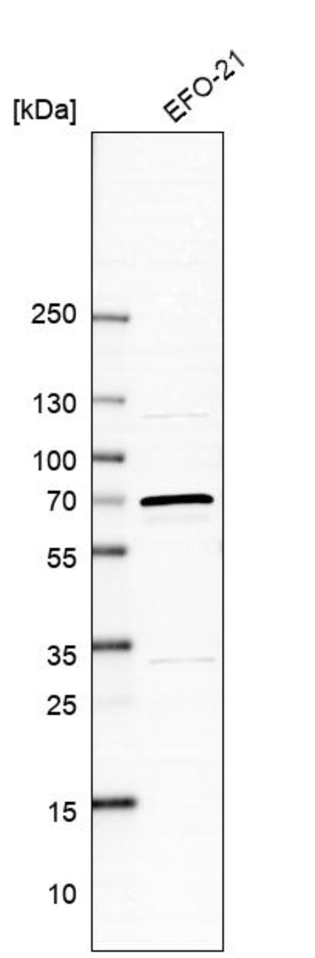 Anti-ARSD antibody produced in rabbit