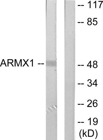 Anti-ARMX1 antibody produced in rabbit