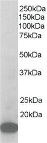 Anti-ARPC3 antibody produced in goat