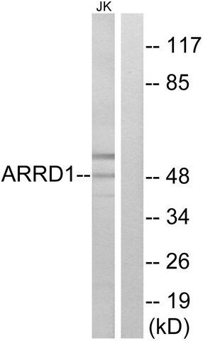 Anti-ARRD1 antibody produced in rabbit