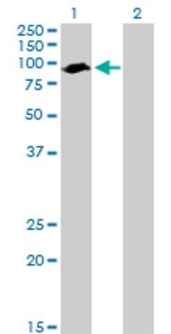 Anti-ARNTL antibody produced in mouse