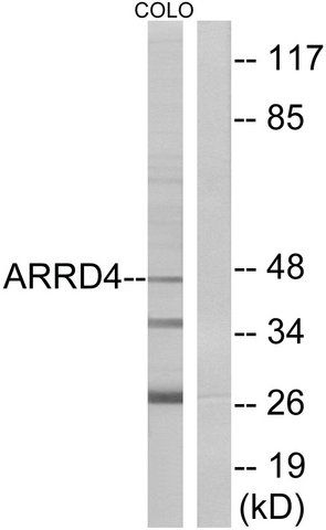 Anti-ARRD4 antibody produced in rabbit