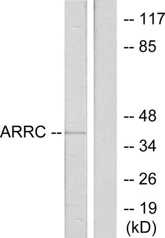 Anti-ARRC antibody produced in rabbit