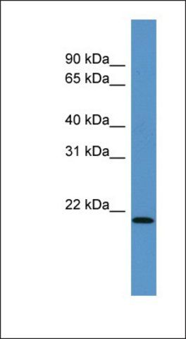 Anti-ARPC4 antibody produced in rabbit