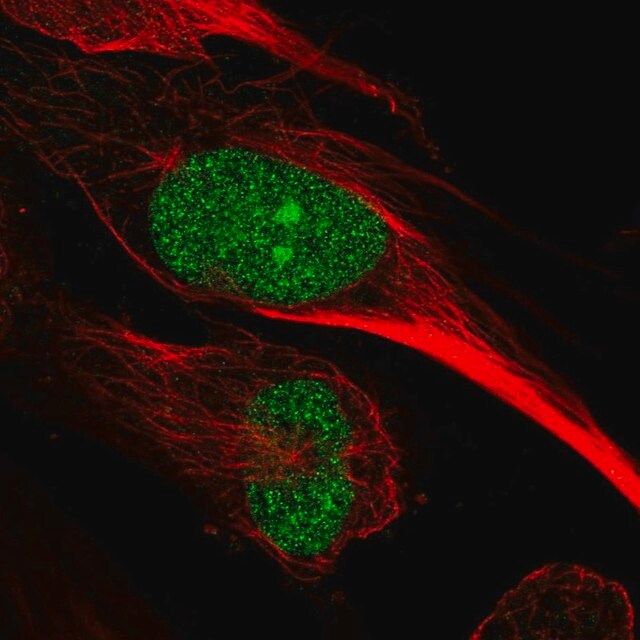 Anti-ARNTL2 antibody produced in rabbit