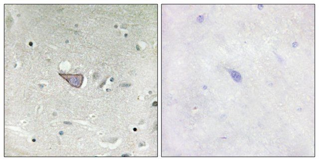 Anti-ARMX3 antibody produced in rabbit