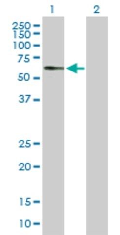 Anti-ARSG antibody produced in mouse