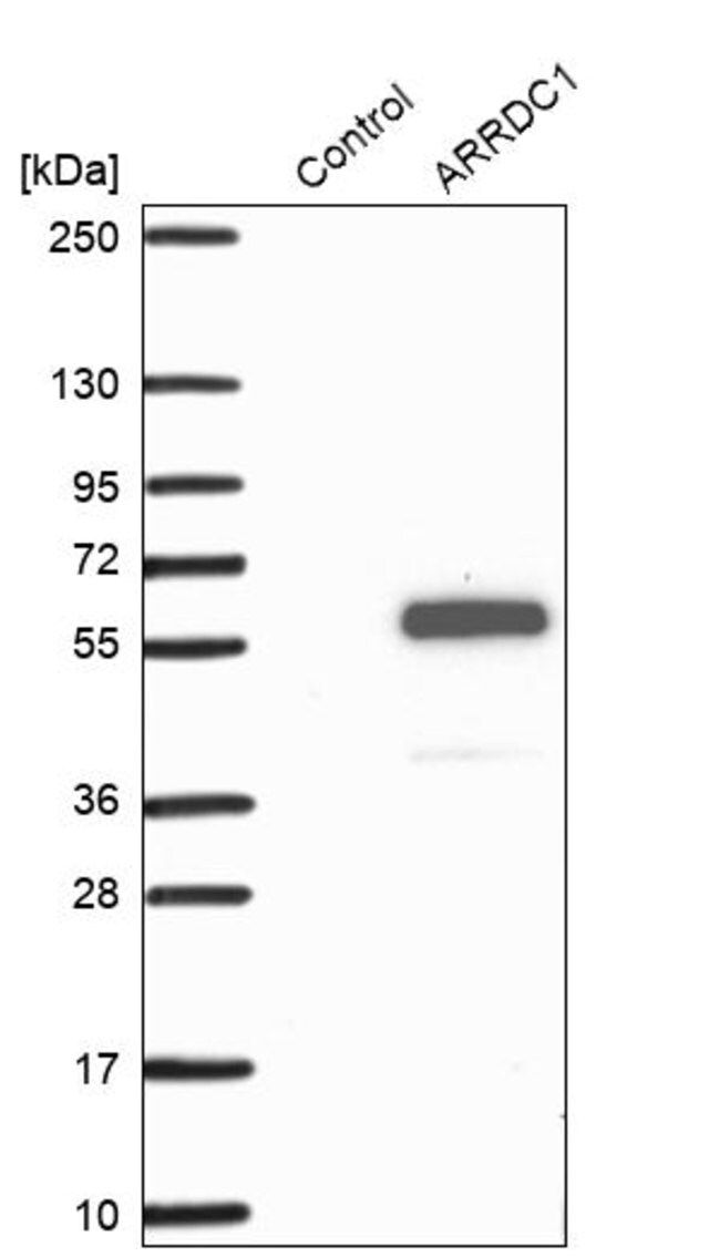 Anti-ARRDC1 antibody produced in rabbit