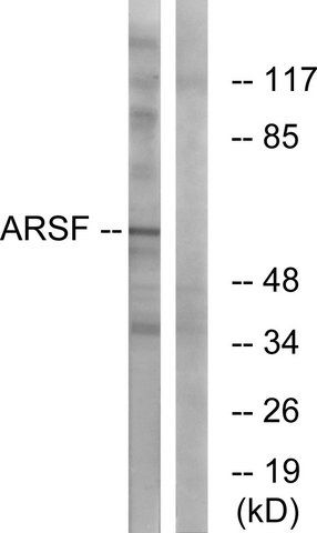 Anti-ARSF antibody produced in rabbit