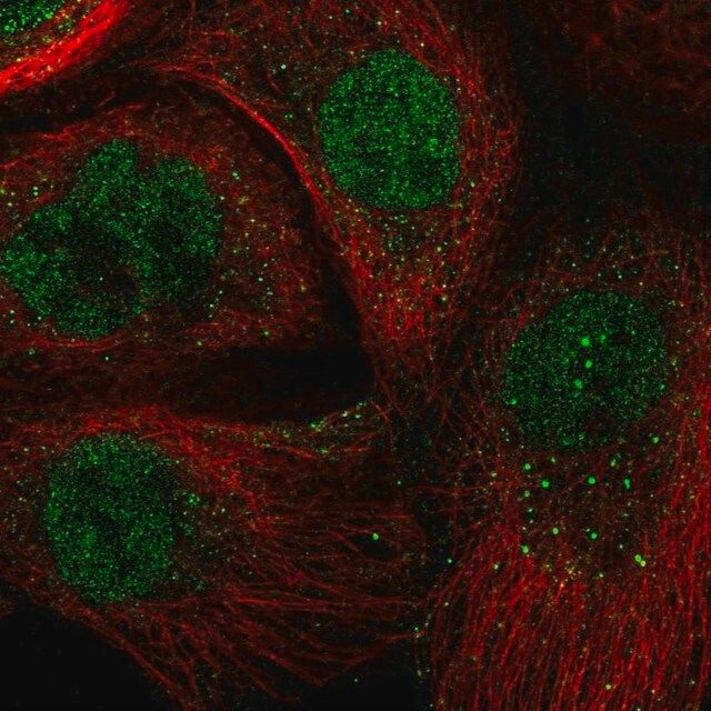 Anti-ARNTL antibody produced in rabbit