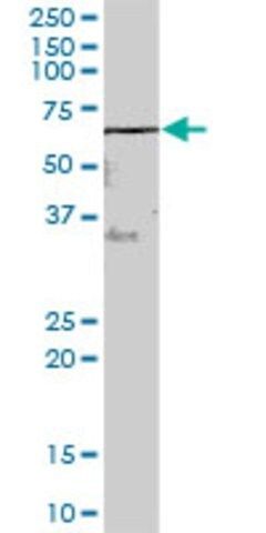 Anti-ARSH antibody produced in mouse