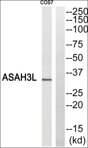 Anti-ASAH3L antibody produced in rabbit