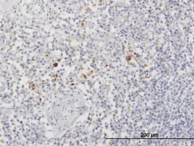 Anti-ARSA antibody produced in mouse