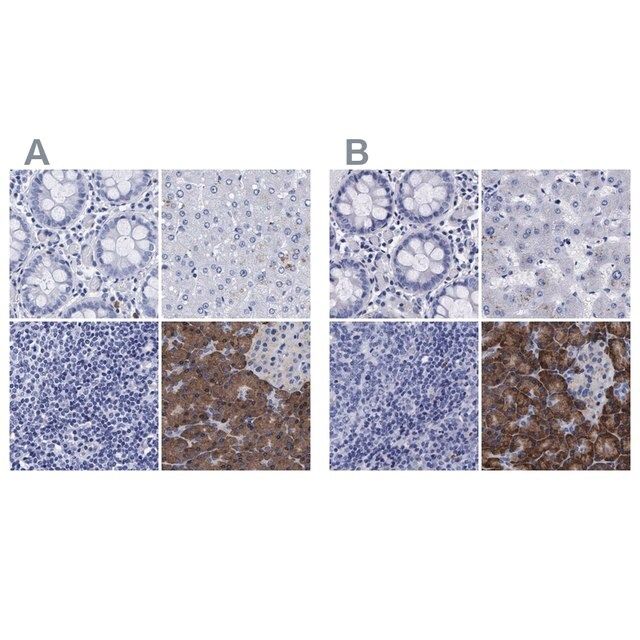 Anti-ARSG antibody produced in rabbit