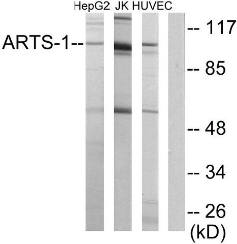 Anti-ARTS-1 antibody produced in rabbit