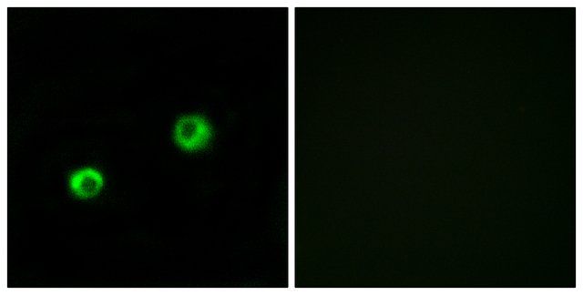 Anti-ARSI antibody produced in rabbit