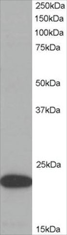 Anti-ASC/TMS1 antibody produced in goat