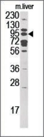 Anti-ART5 (N-term) antibody produced in rabbit