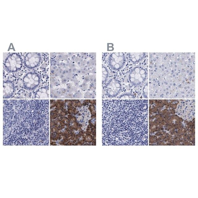 Anti-ARSG antibody produced in rabbit