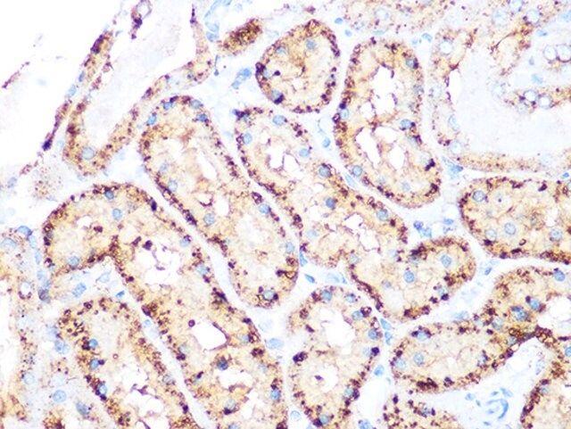 Anti-Arp3 antibody produced in rabbit