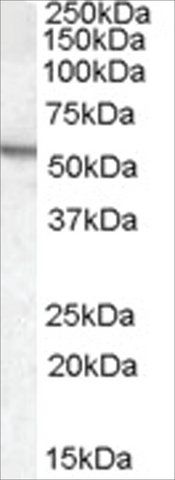 Anti-Arylsulfatase A antibody produced in goat