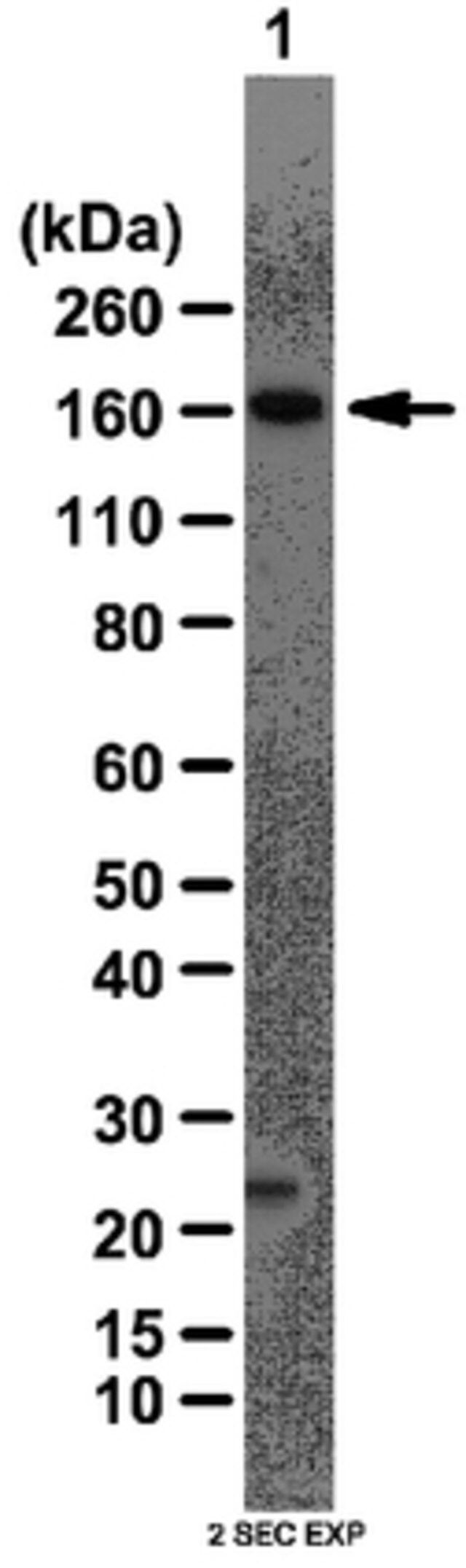 Anti-AS160 Antibody