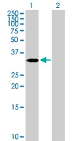 Anti-ASB4 antibody produced in mouse