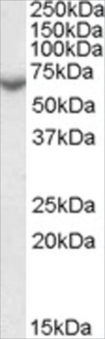 Anti-Arylsulfatase C/STS antibody produced in goat