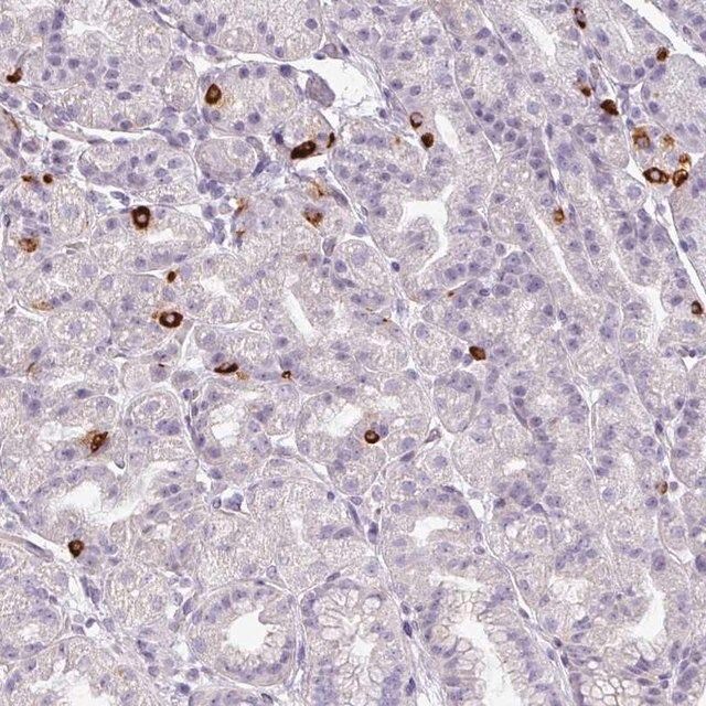 Anti-ASB1 antibody produced in rabbit