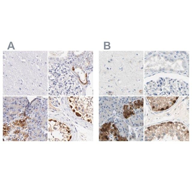 Anti-ASB9 antibody produced in rabbit